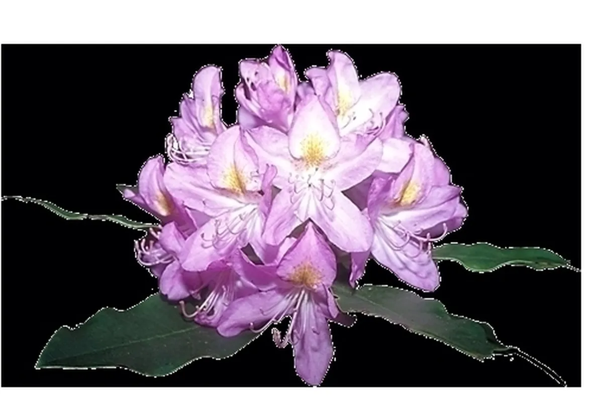 RODODENDRO-8