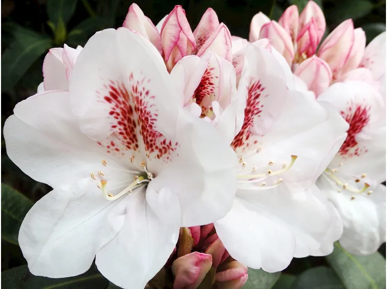 RODODENDRO Bianco