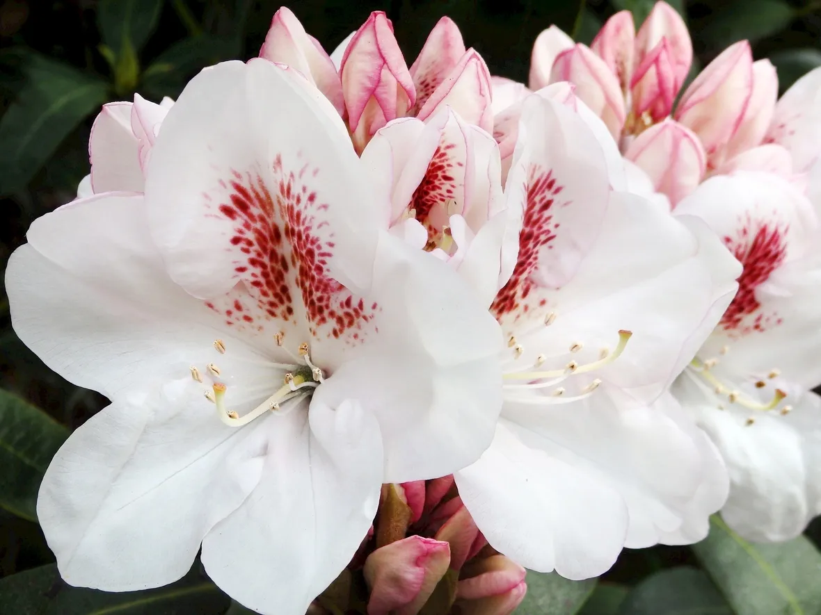 RODODENDRO Bianco