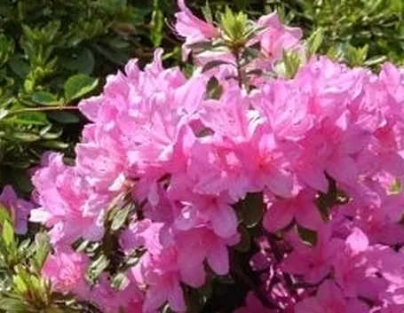 RODODENDRO