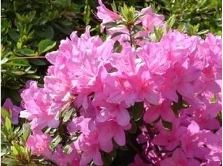 RODODENDRO