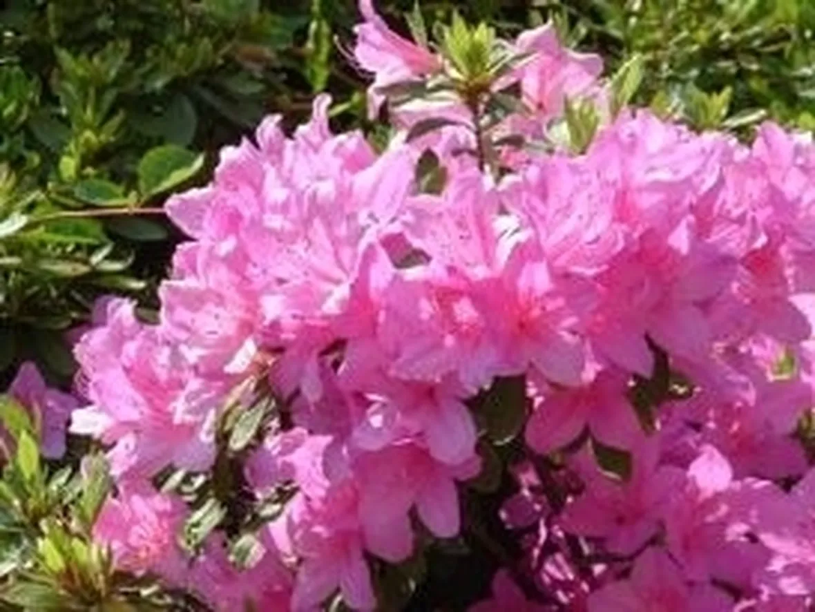 RODODENDRO