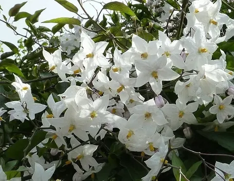 Rusticità Solanum jasminoides
