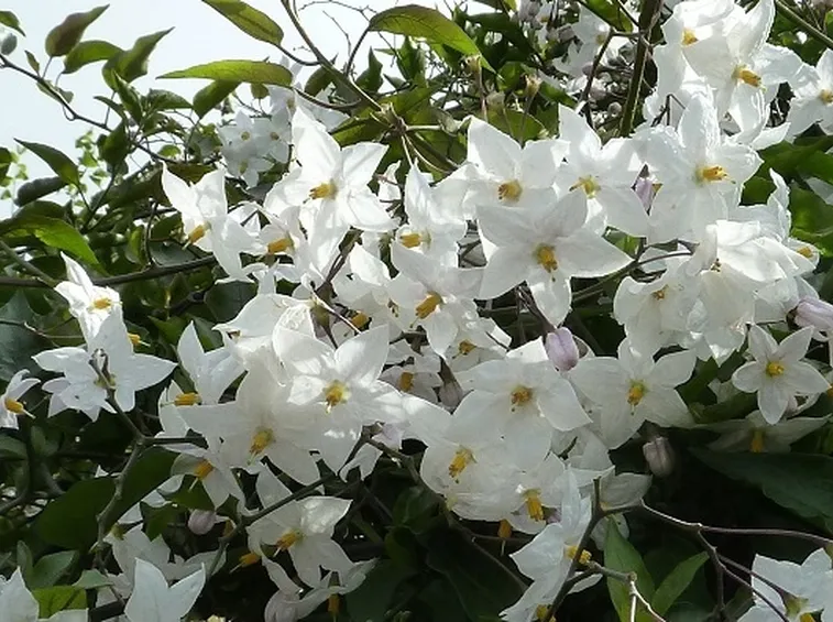 Rusticità Solanum jasminoides