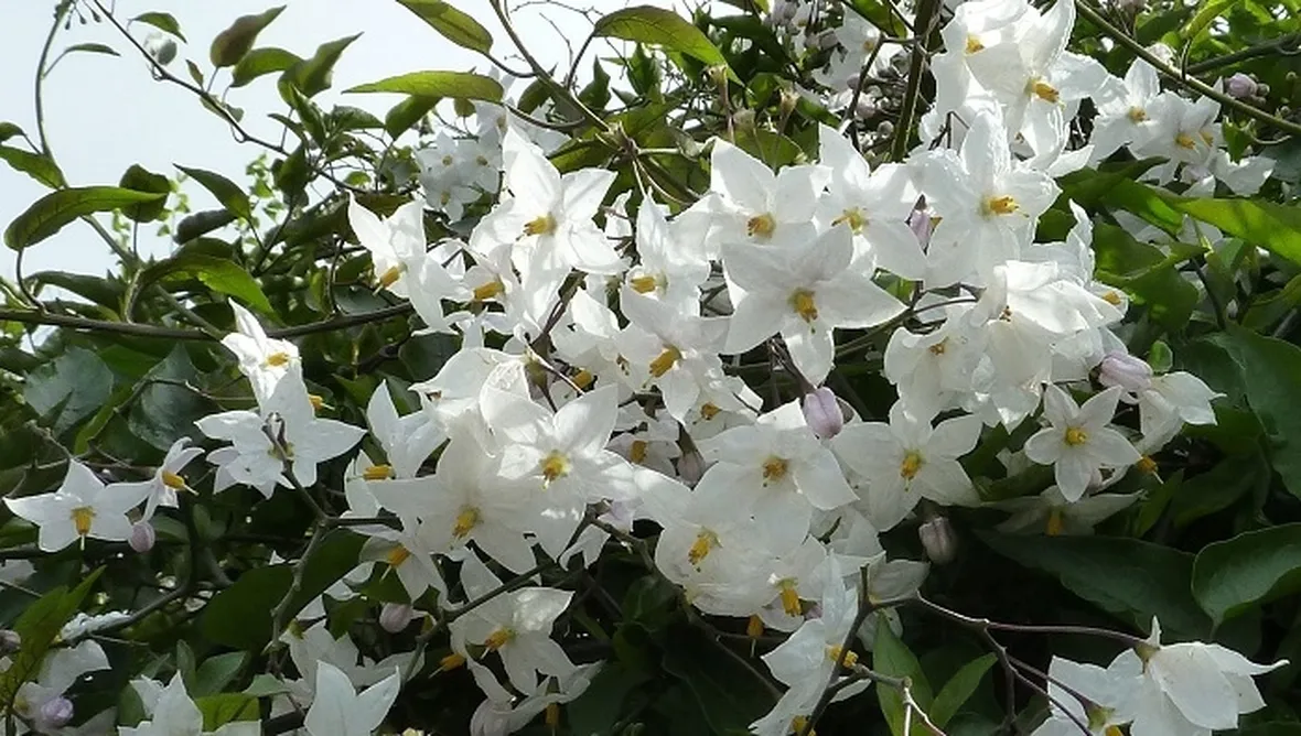 Rusticità Solanum jasminoides