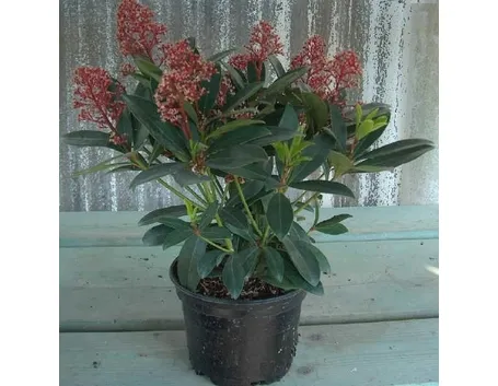 Skimmia