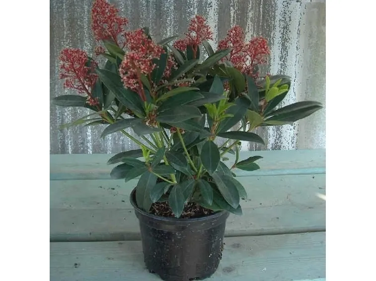 Skimmia