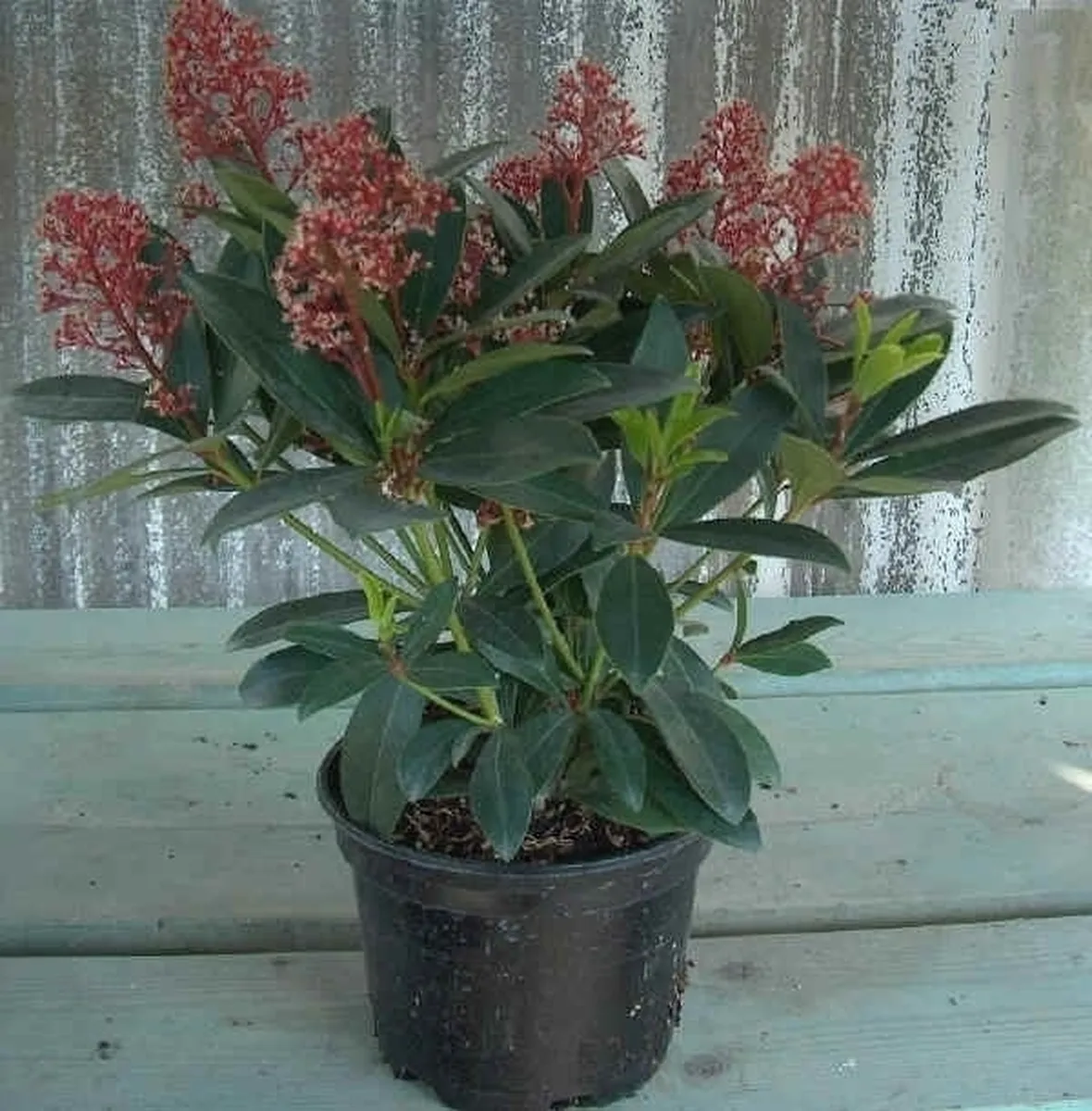Skimmia