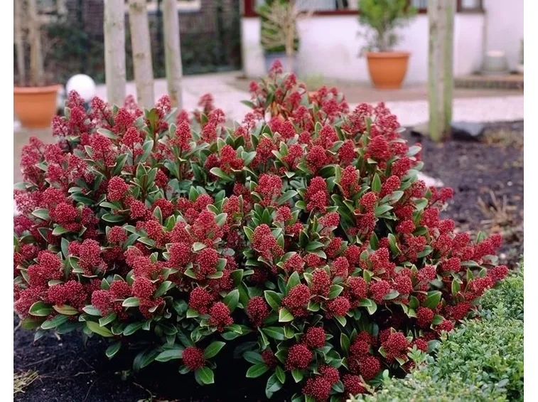 Skimmia