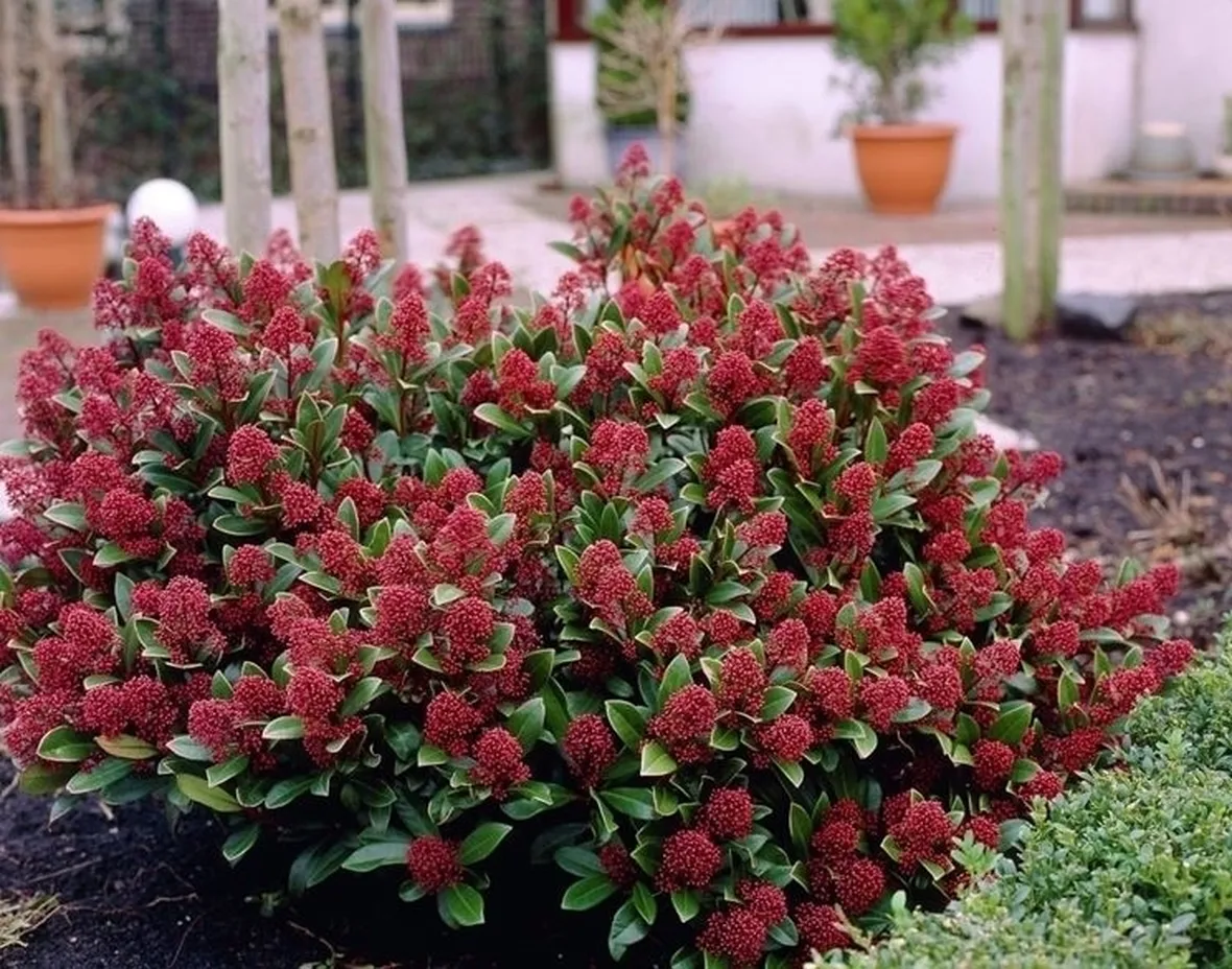 Skimmia