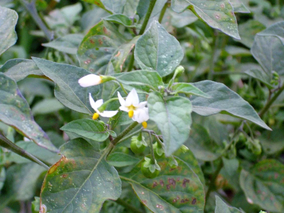solanum
