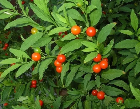 Solanum capicastrum