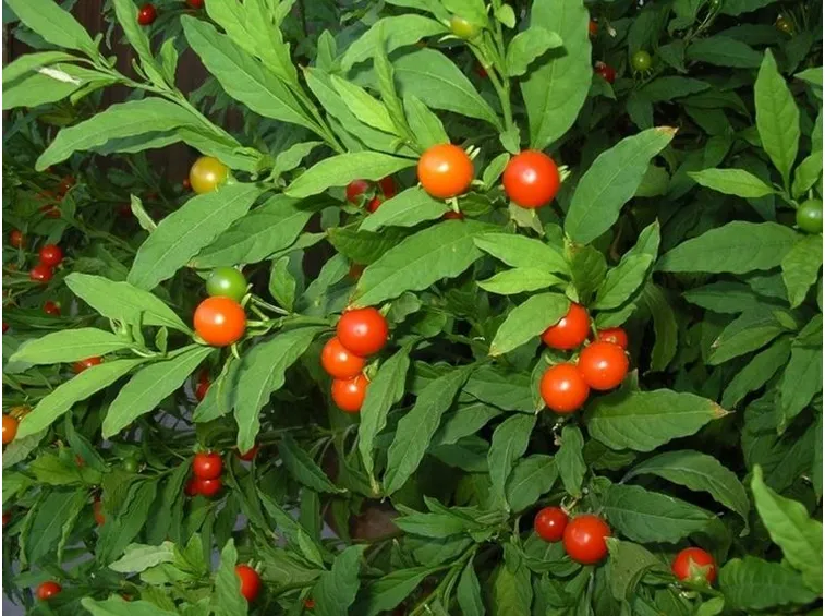 Solanum capicastrum