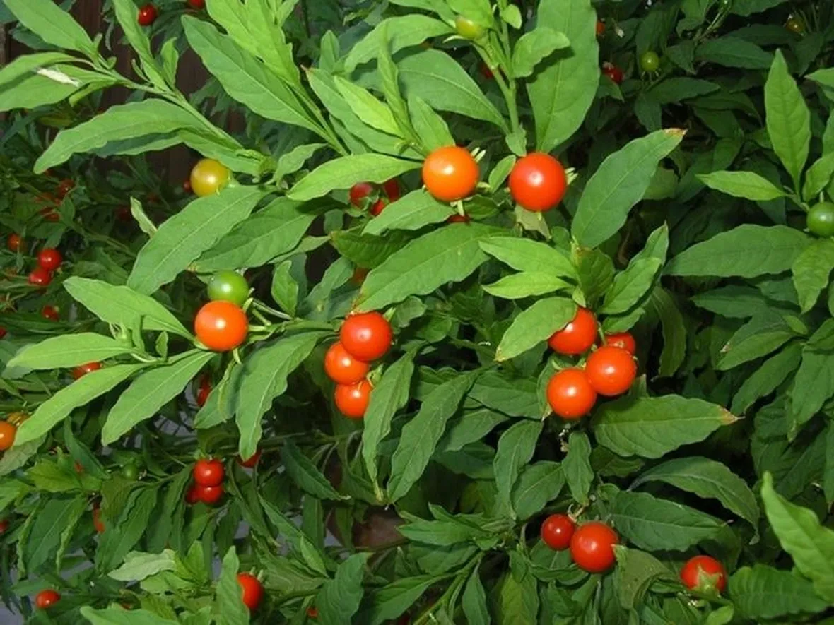 Solanum capicastrum