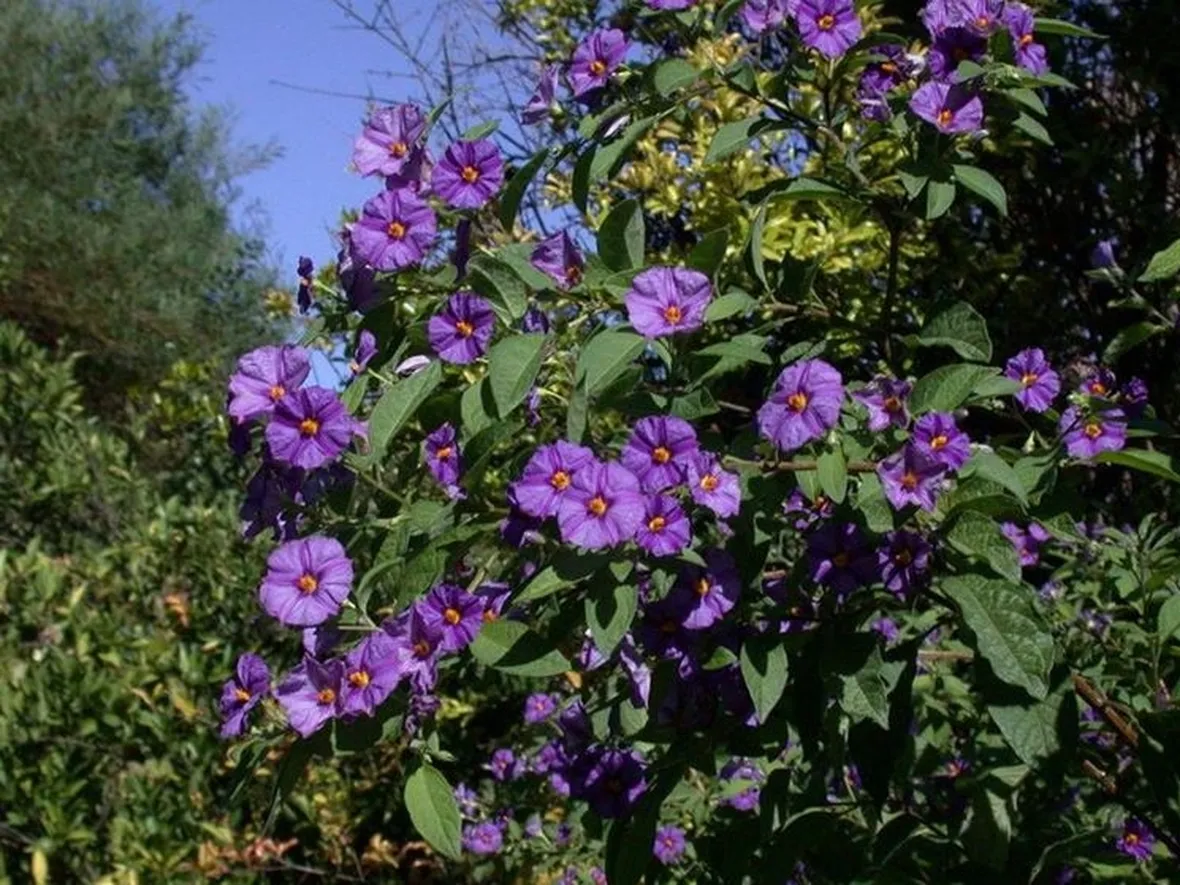 Solanum rantonnettii