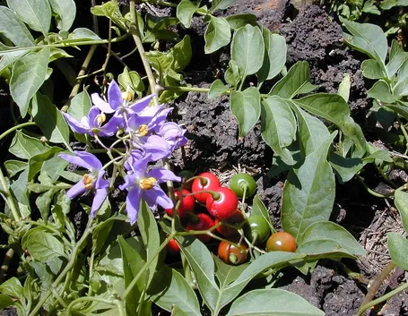 solanum