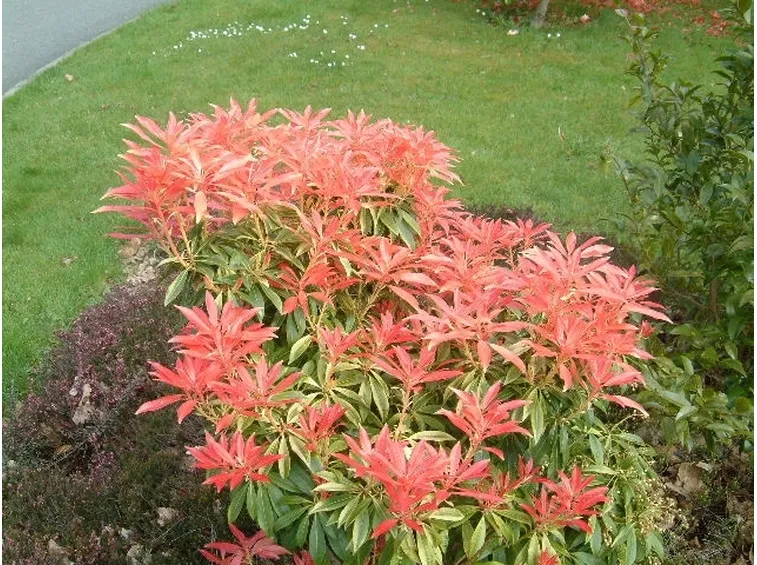 Specie di pieris
Pieris japonica