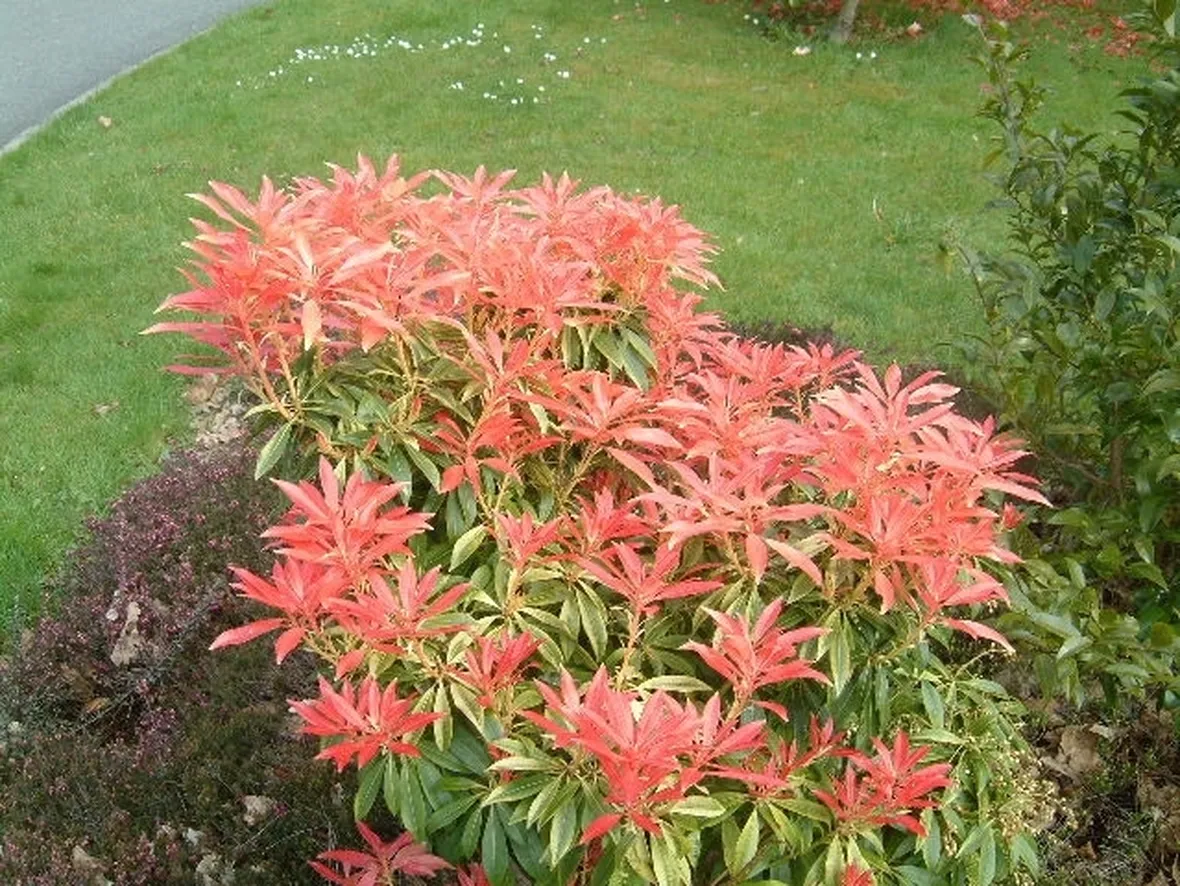 Specie di pieris
Pieris japonica
