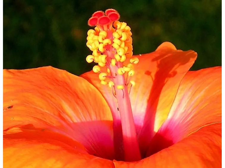 Specie diffuse in Italia
Hibiscus rosa-sinensis