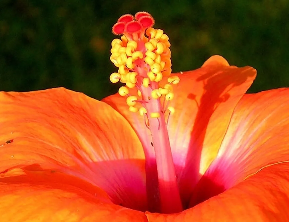 Specie diffuse in Italia
Hibiscus rosa-sinensis