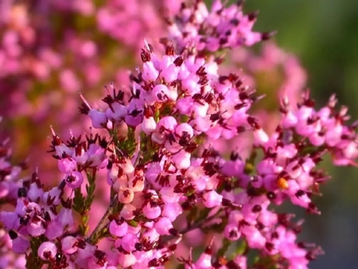 Storia dell'uva americana