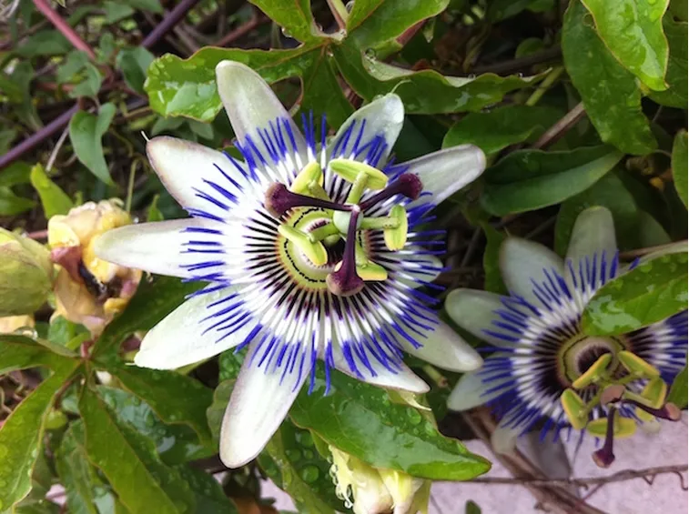 tintura madre passiflora 