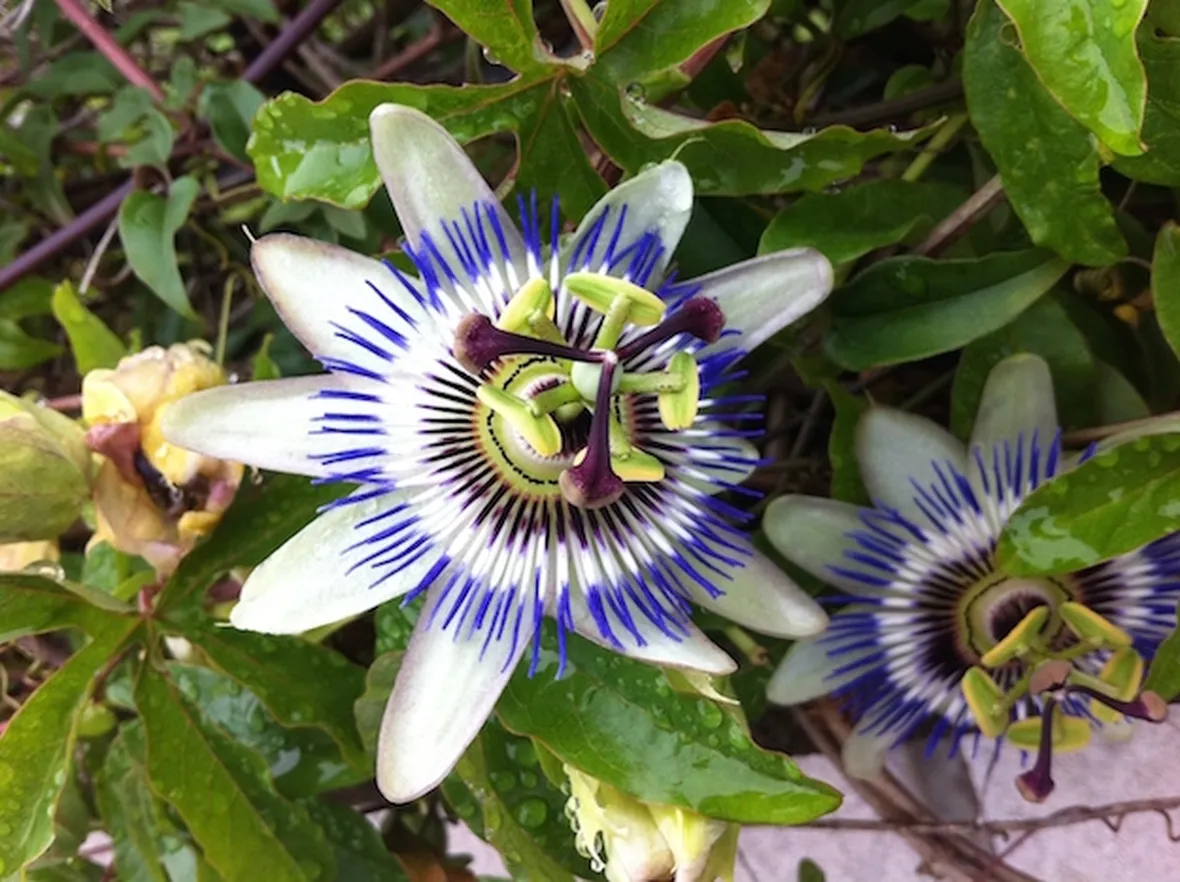 tintura madre passiflora 