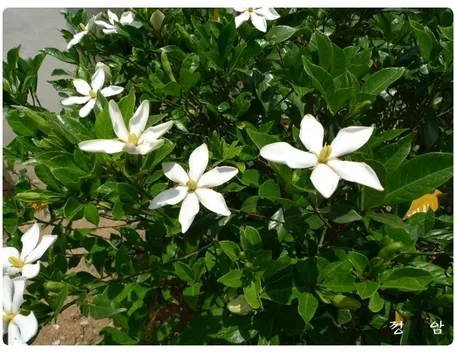 Varietà di gardenia