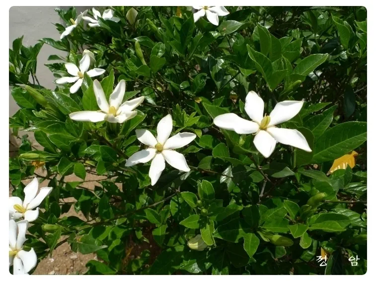 Varietà di gardenia