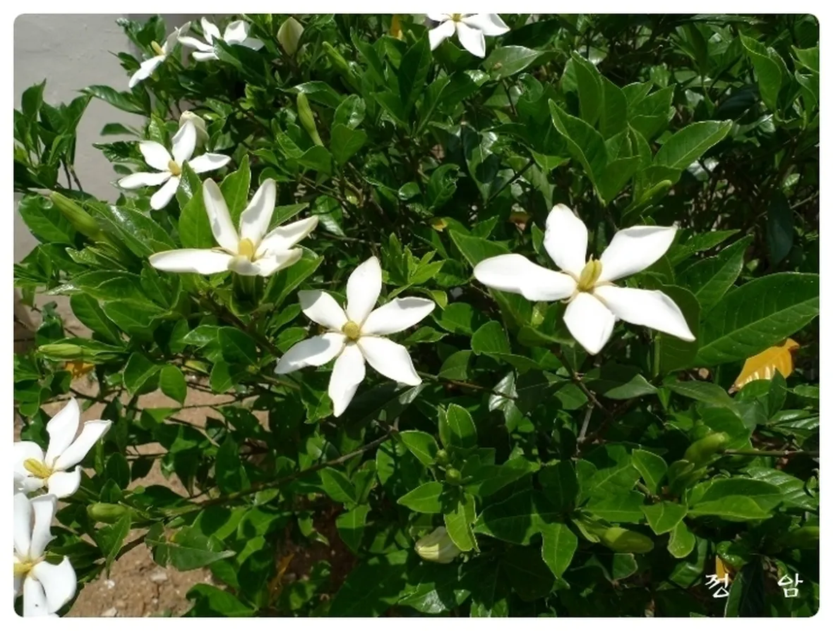Varietà di gardenia
