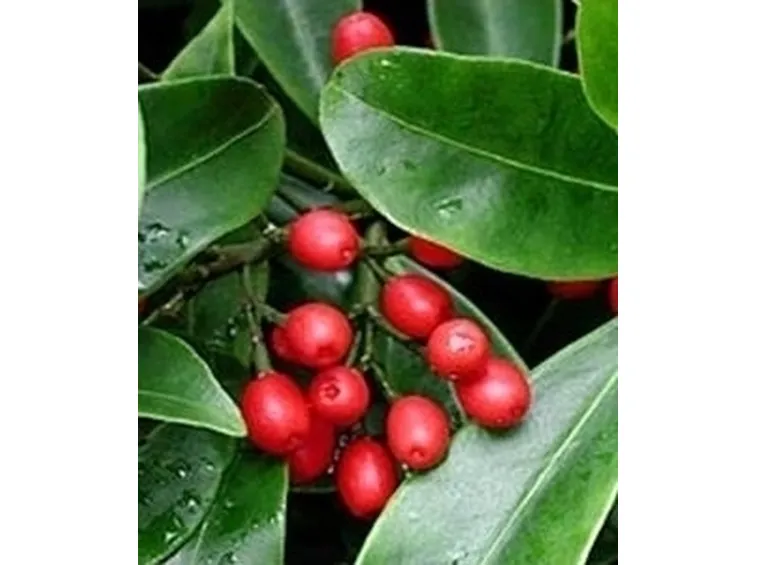 Varietà di Skimmia
