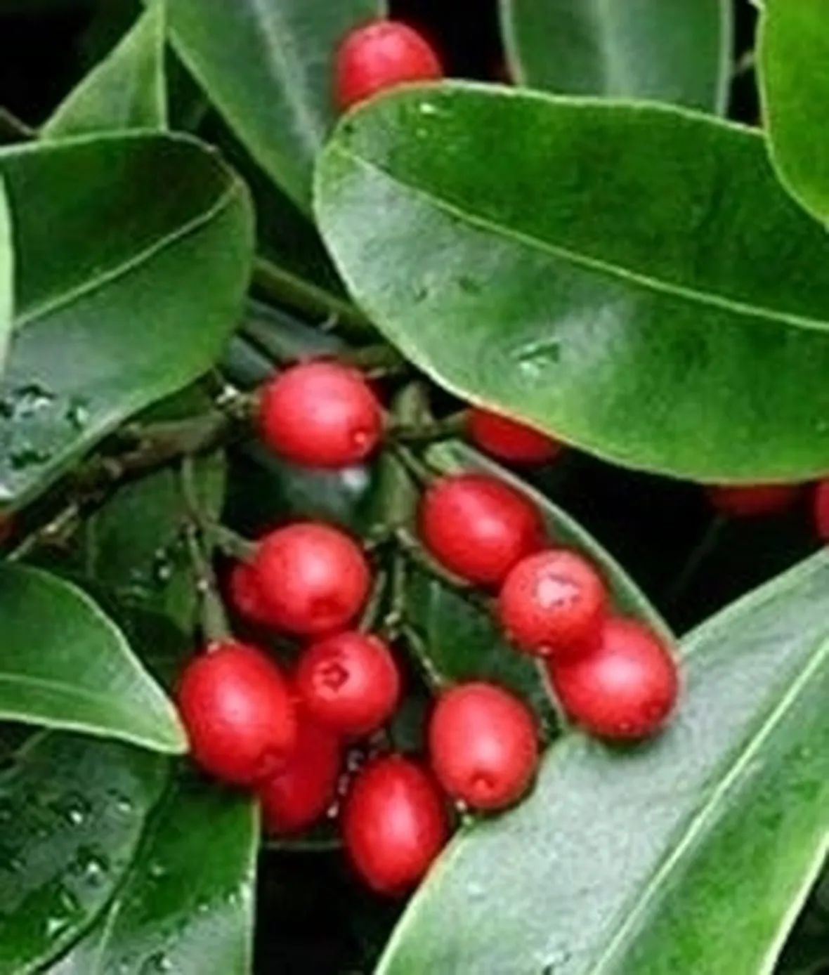 Varietà di Skimmia