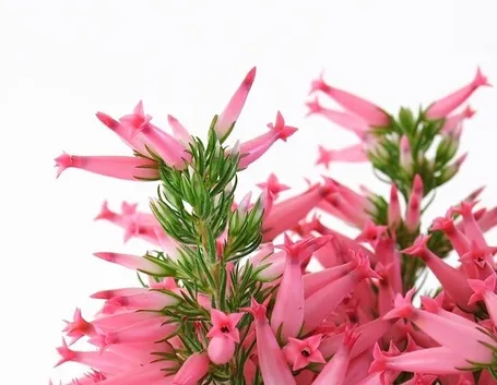 Varietà erica