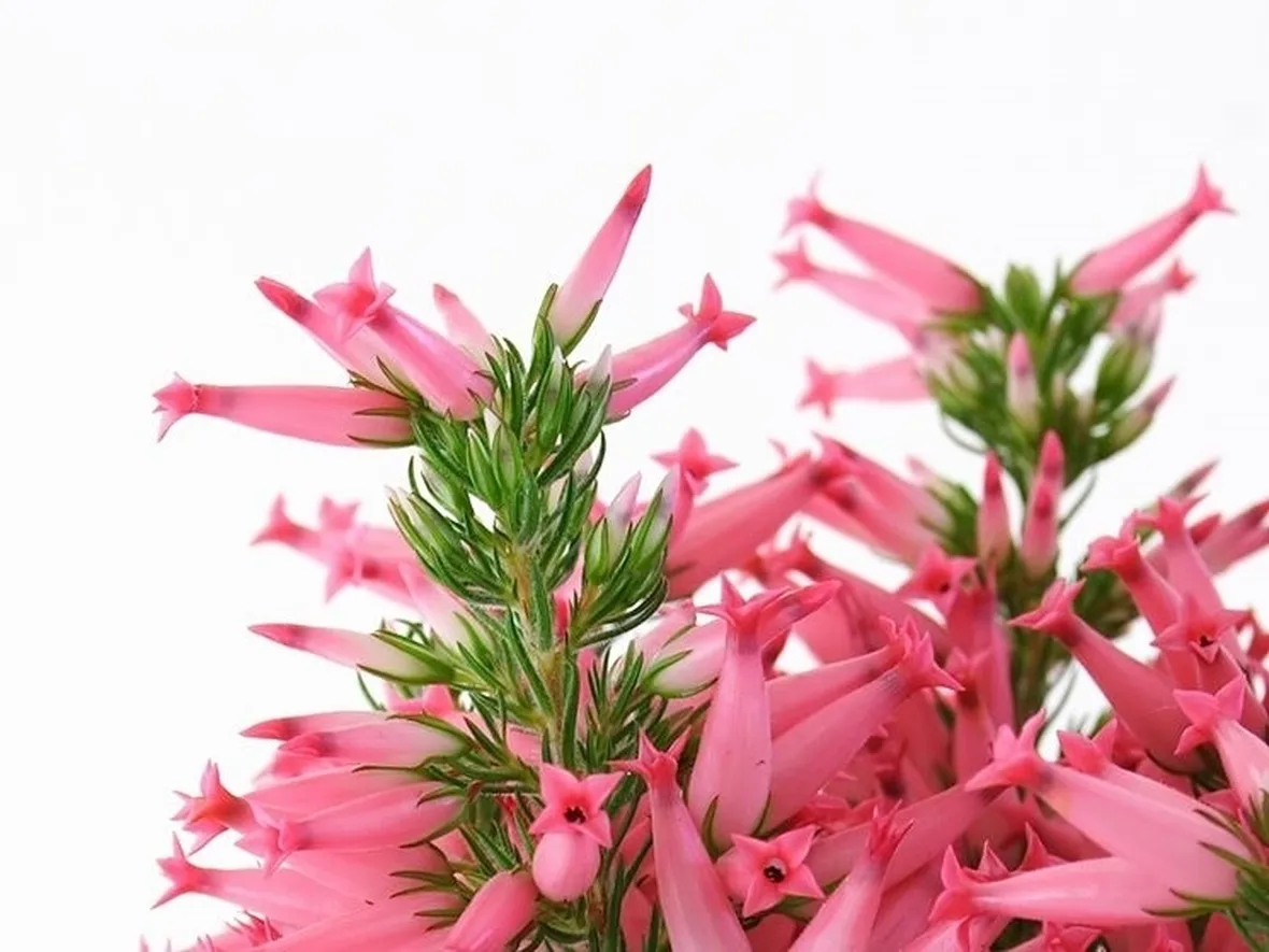 Varietà erica