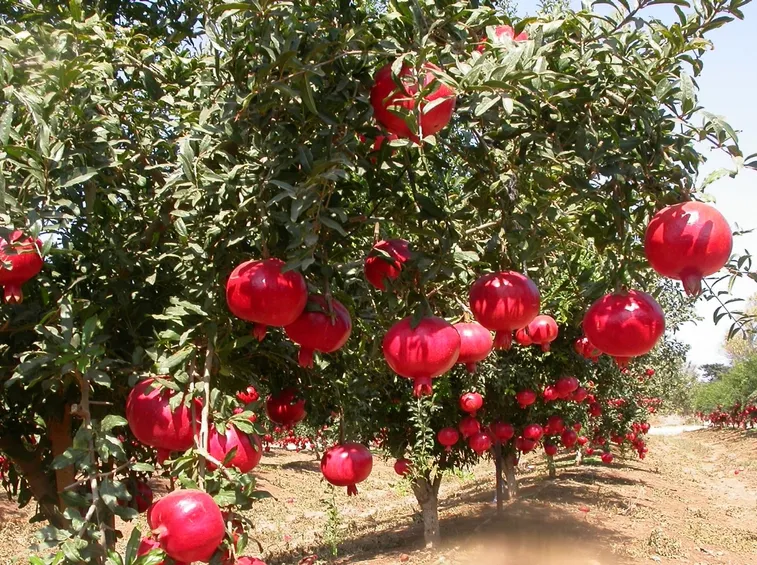 Acquisto di alberi da frutto online