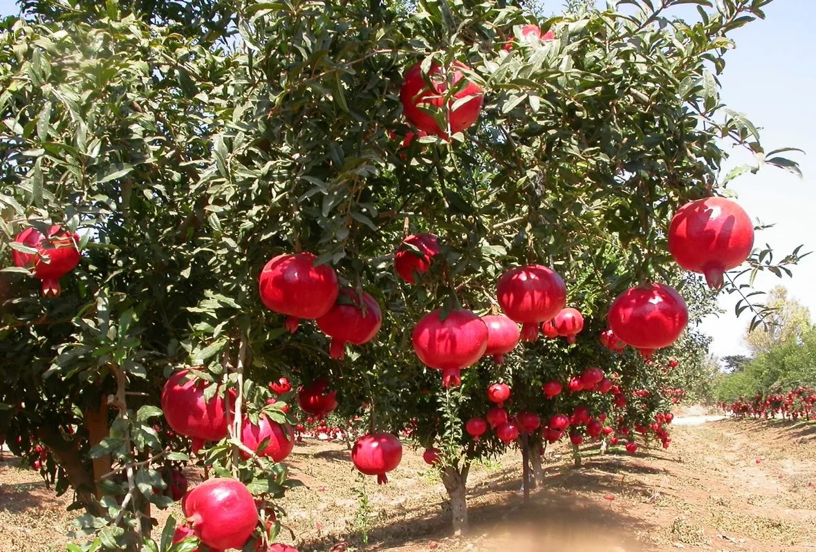 Acquisto di alberi da frutto online