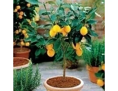 Agrumi