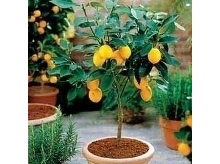 Agrumi