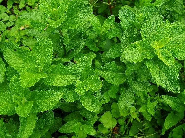 Alimentazione e Fertilizzazione