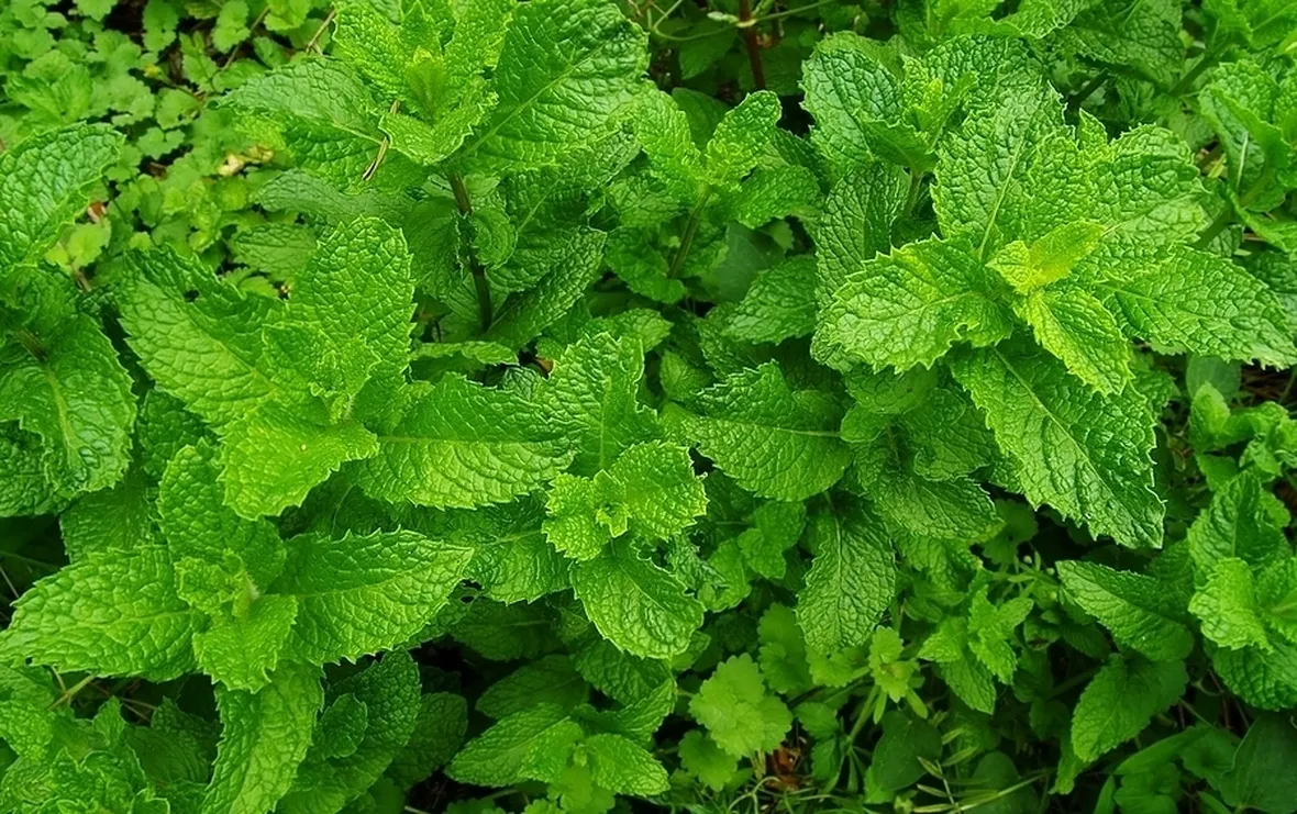 Alimentazione e Fertilizzazione