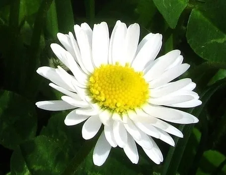 Coltivare la margherita africana
