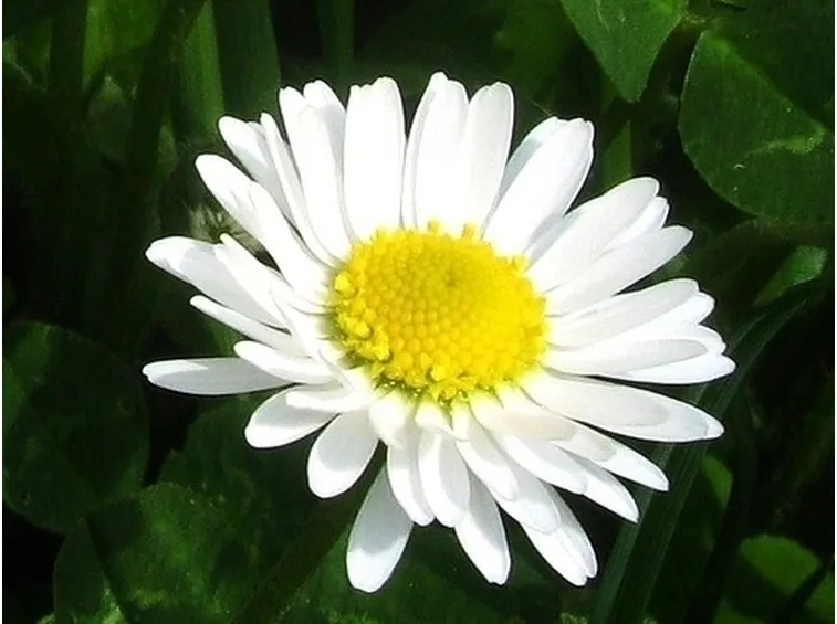 Coltivare la margherita africana