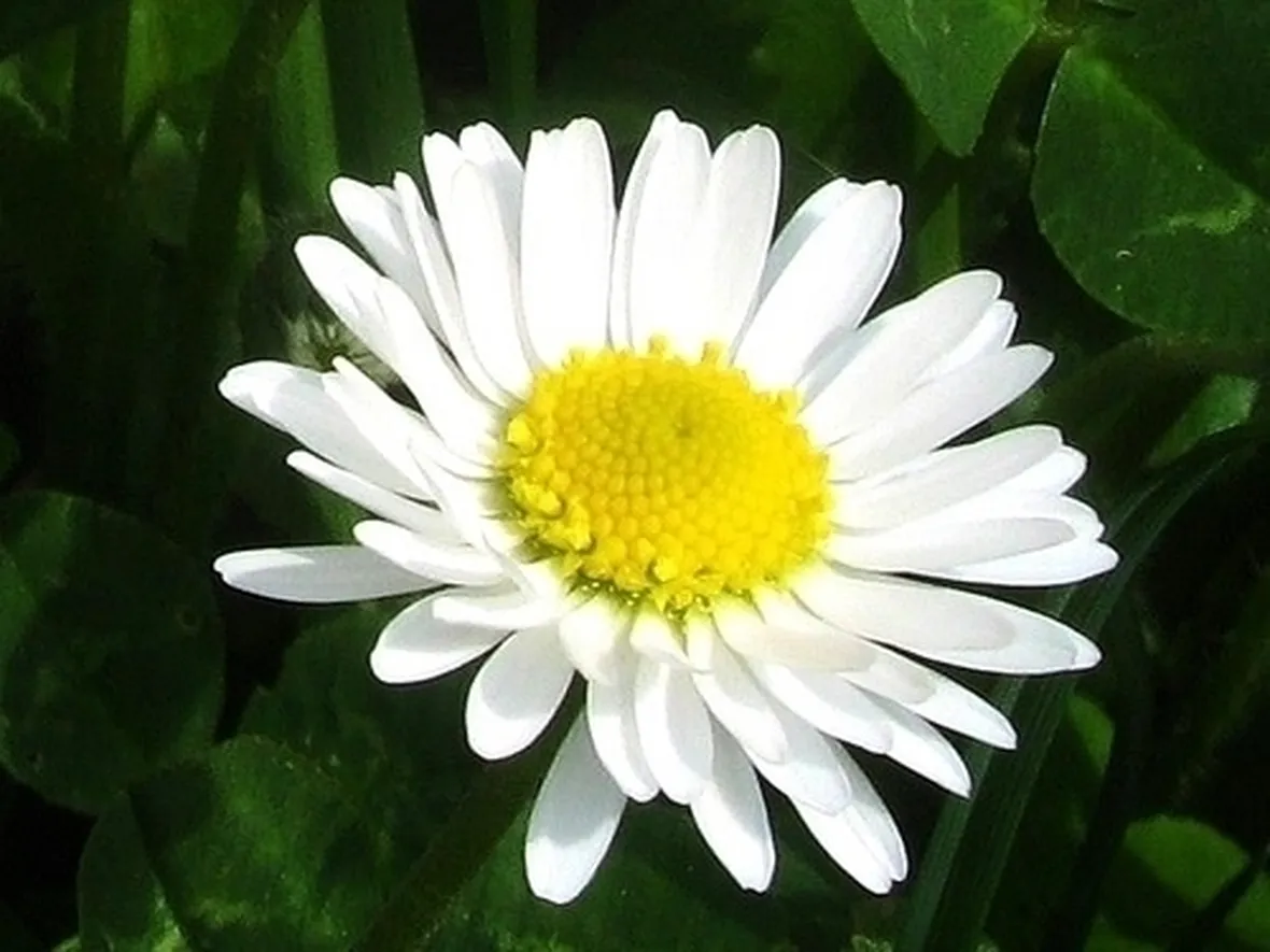 Coltivare la margherita africana