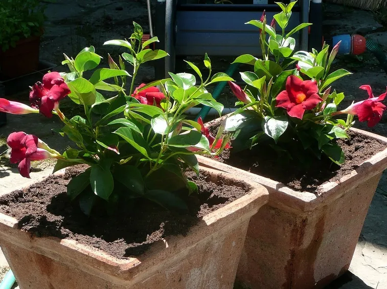 Come coltivare e curare correttamente la dipladenia