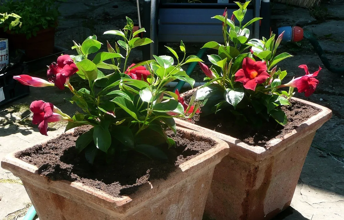 Come coltivare e curare correttamente la dipladenia