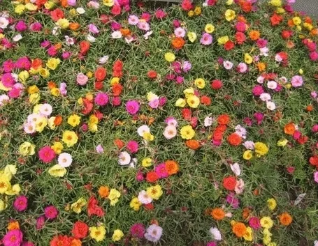 Come prendersi cura della portulaca