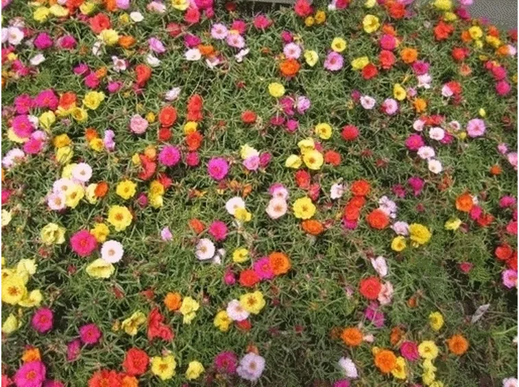 Come prendersi cura della portulaca