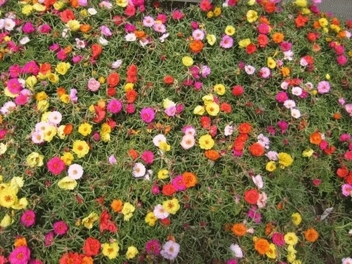 Come prendersi cura della portulaca