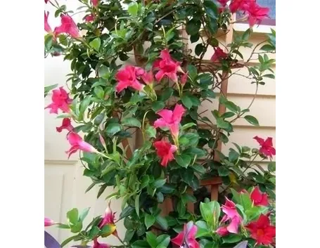 Dipladenia con foglie gialle