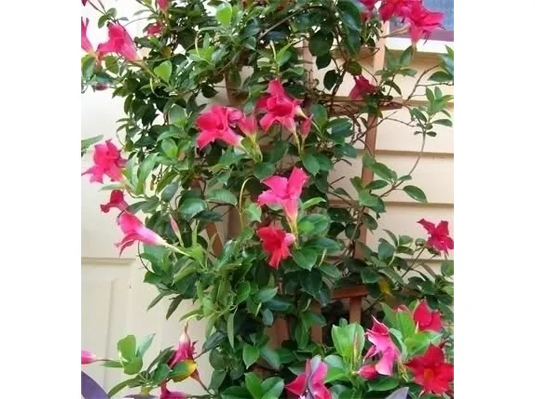 Dipladenia con foglie gialle